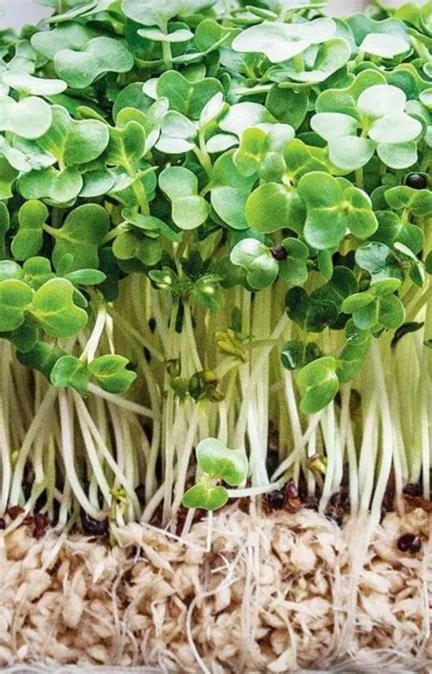 Why watercress is the healthiest veggie