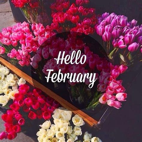 Hello February Wednesday, January 31, 2018 | Welcome february, Hello february quotes, Months in ...