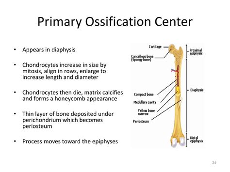 Primary Ossification Center