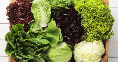 The 20 types of lettuce (characteristics and properties) | 【 2024