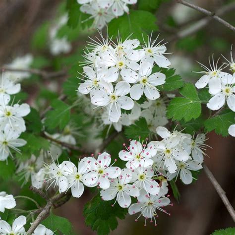 Hawthorn - A prolific native species | Hedges Direct Blog