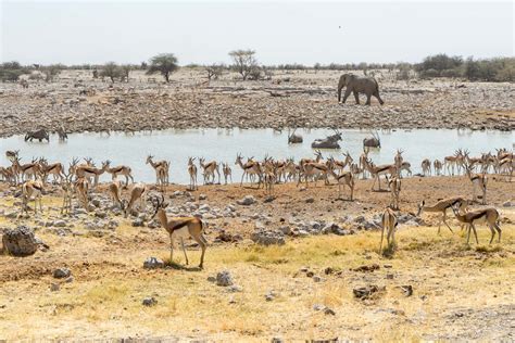 Etosha National Park - the best safari in Namibia