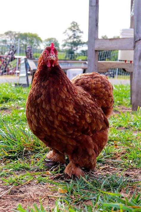 Red Chicken Breeds