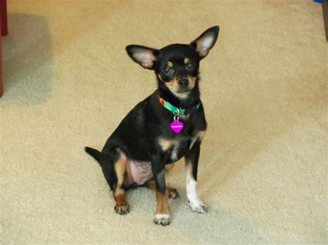 29+ Mini Pinscher Mix With Chihuahua Photo - Bleumoonproductions