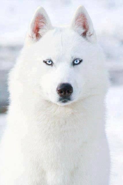 Introducir 62+ imagen imagenes lobos blancos - Abzlocal.mx