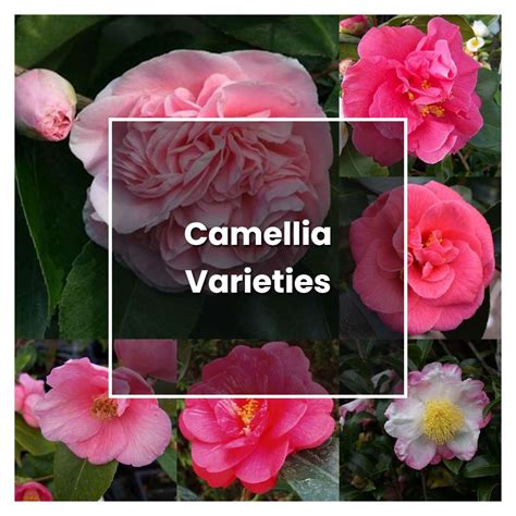 How to Grow Camellia Varieties - Plant Care & Tips | NorwichGardener