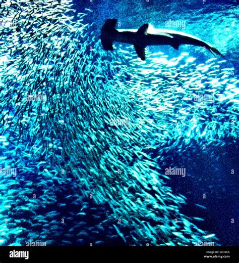 Hammerhead shark with a school of fish Stock Photo - Alamy