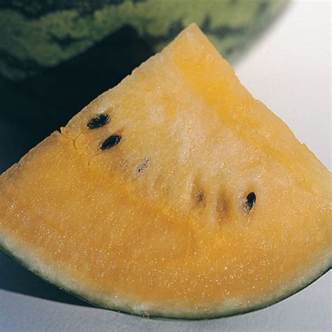 New Orchid - Yellow Watermelon Seeds - Aeseeds