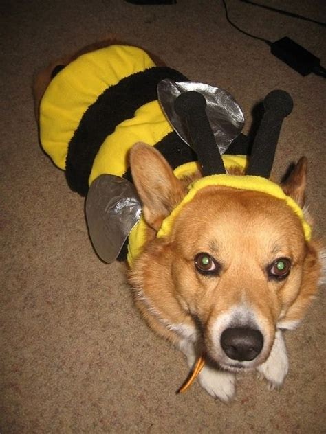 Corgis In Costumes | Amazing & Funny