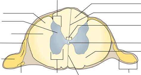 Invalid gene suit spinal cord cross section labeled basketball alarm Reverse