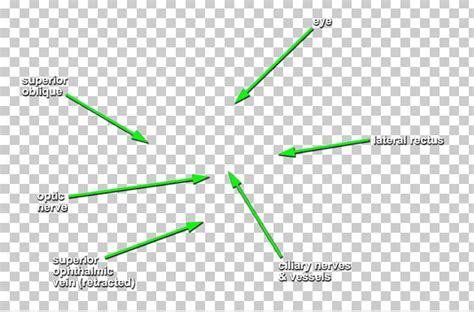 Head And Neck Anatomy Anterior Ethmoidal Artery Ophthalmic Artery Infratrochlear Nerve PNG ...