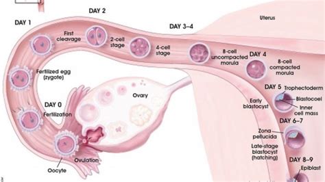 Implantation Process