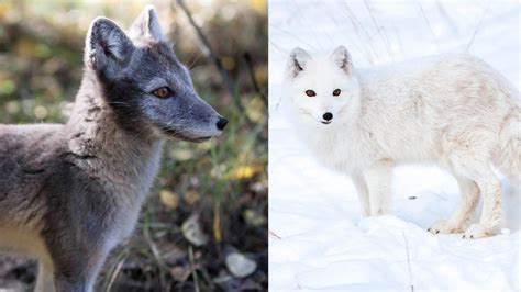 Arctic Fox Adaptations in 360 Video - Yukon Wildlife Preserve