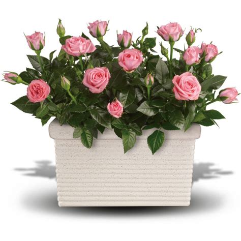 Tips for growing miniature roses indoors. How to take care of miniature roses (Rosa chinensis ...