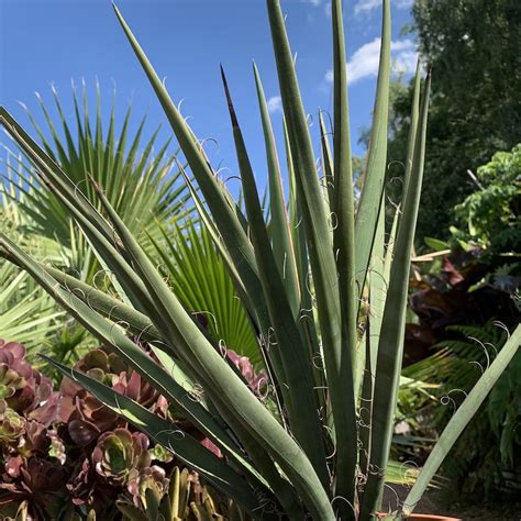 Yucca baccata - Big Plant Nursery