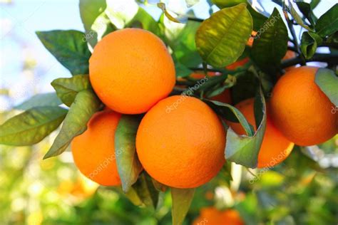 Branch orange tree fruits green leaves in Spain Stock Photo by ...