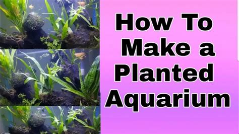 How to Make a Heavily Planted Aquarium: Tips and Tricks for a Lush ...