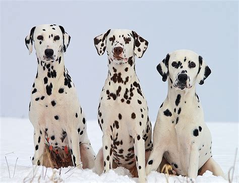 Musings of a Biologist and Dog Lover: Mismark Case Study: Dalmatian