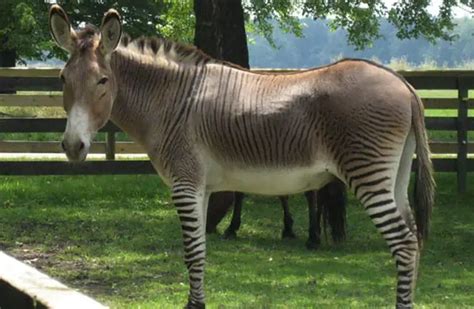 Zonkey - Description, Habitat, Image, Diet, and Interesting Facts