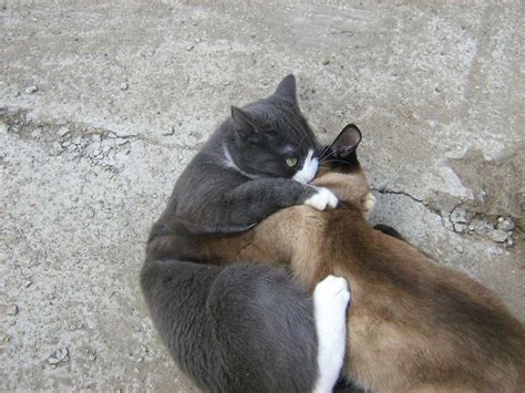 Blue-White Cat vs. Siamese Twin-Cat: Round One — Russian Cats Pictures