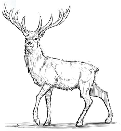 How to Draw a Deer Step by Step for Beginners - Improveyourdrawings.com ...