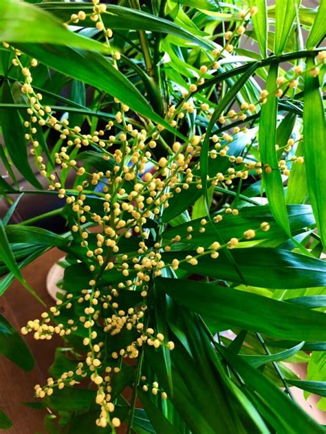 Parlor Palm Seeds - Harvesting, Planting & Buying Guide [Revised [current-year]]