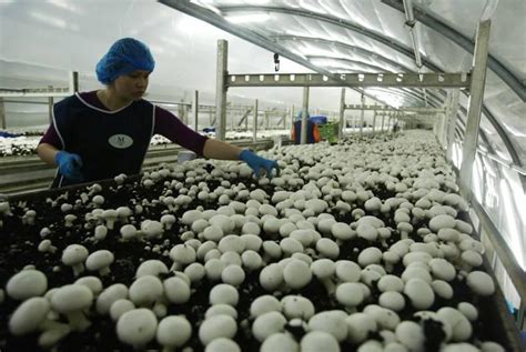 Monaghan Mushrooms ordered to buy out Donegal Investment Group ...