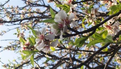 Flowering Almond Diseases | Garden Guides