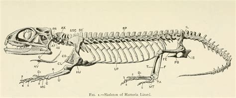 nemfrog - Fig. 1. “Skeleton of Hatteria Lizard.” The...