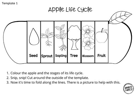 Apple Life Cycle Printable Free