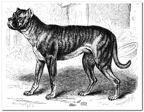 Extinct dog breeds - history, photos and characteristics - Dogsis