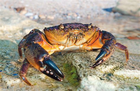 Is This The End Of Stone Crabs? - Edible Nature Coast