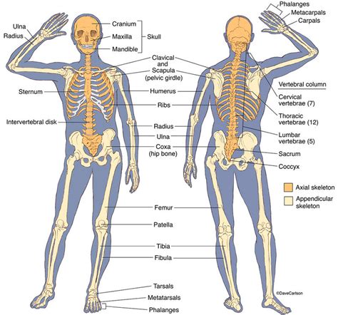 Human Skeleton Side View Labeled : Full Human Anatomy Diagram ...