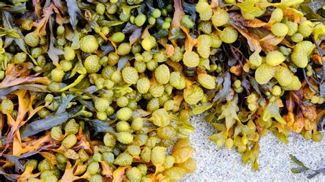 Bladderwrack: avantages, utilisations et effets secondaires