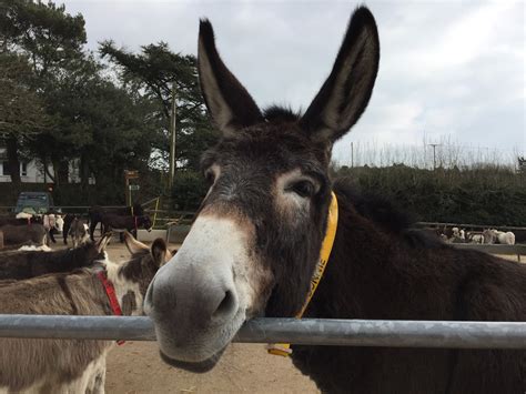 The Donkey Sanctuary on Twitter: "Here's gorgeous adoption donkey Bonnie! 😍 https://t.co ...