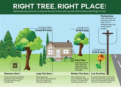 Trees, Power Lines & Right-of-Way Safety | Victory Electric Cooperative