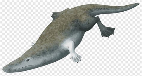 Rodhocetus Ambulocetus Cetacea Protocetidae Eocene, Avp Evolution ...