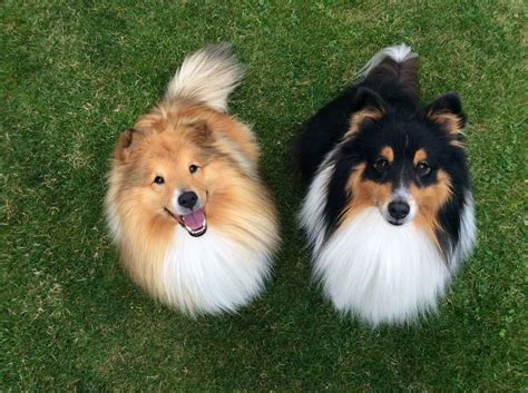 Épinglé par KAROL HENDRICKSON sur I love Shelties | Chiot