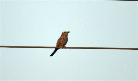 Coraciidae Rollers - Adelaide Ornithologists' Club