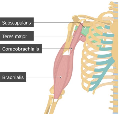 Subscapularis