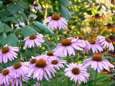 Echinacea Angustifolia Extract - A&A Pharmachem