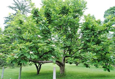 Magnolia macrophylla: 'Bigleaf Magnolia’ | College of Agriculture ...