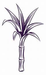 Gambar Sketsa Tebu Png Vektor PSD Dan Clipart Dengan Background  sketch template