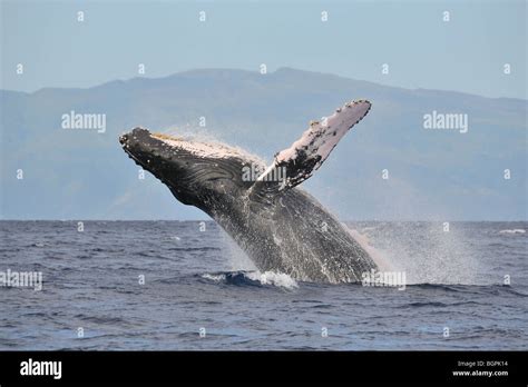 humpback whale breaching in Maui, Hawaii Stock Photo - Alamy