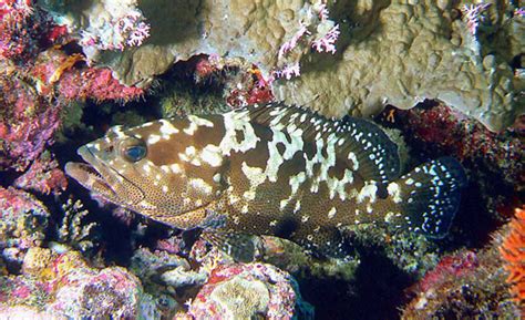 Dusky grouper (Epinephelus marginatus) | adriaticnature