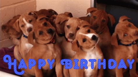 Happy Birthday Puppies GIF - Happy Birthday Puppies Dogs - Discover & Share GIFs