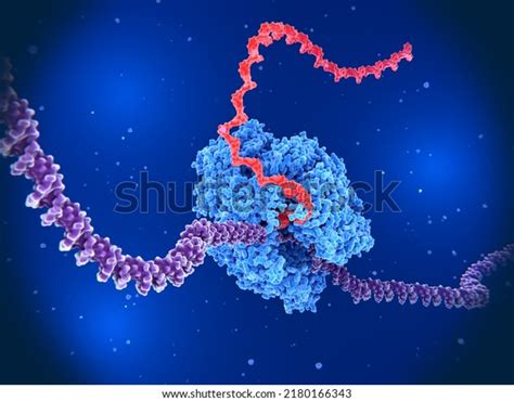 Rna_polymerase Royalty-Free Images, Stock Photos & Pictures | Shutterstock