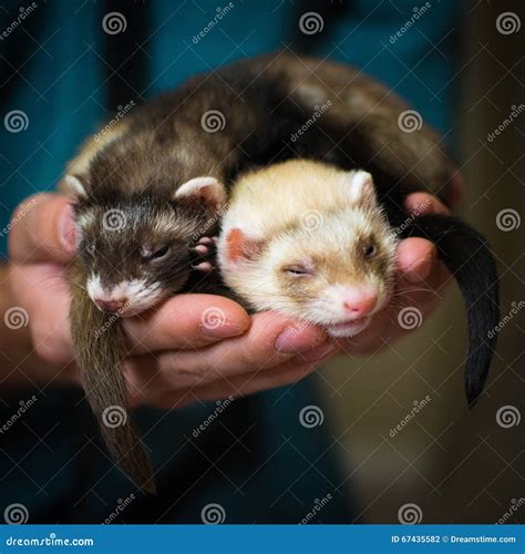 Ferrets stock photo. Image of sleeping, ferrets, pets - 67435582