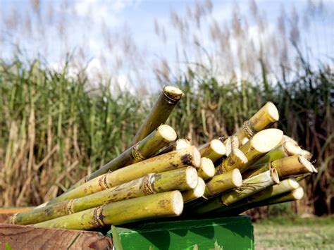 UF/IFAS Center for Public Issues Education » Sugar cane farmers start social media with PIE ...