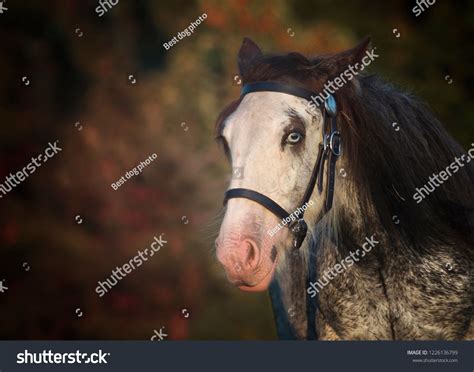 Beautiful Horse Foal Breed Irish Tinker Stock Photo 1226136799 ...